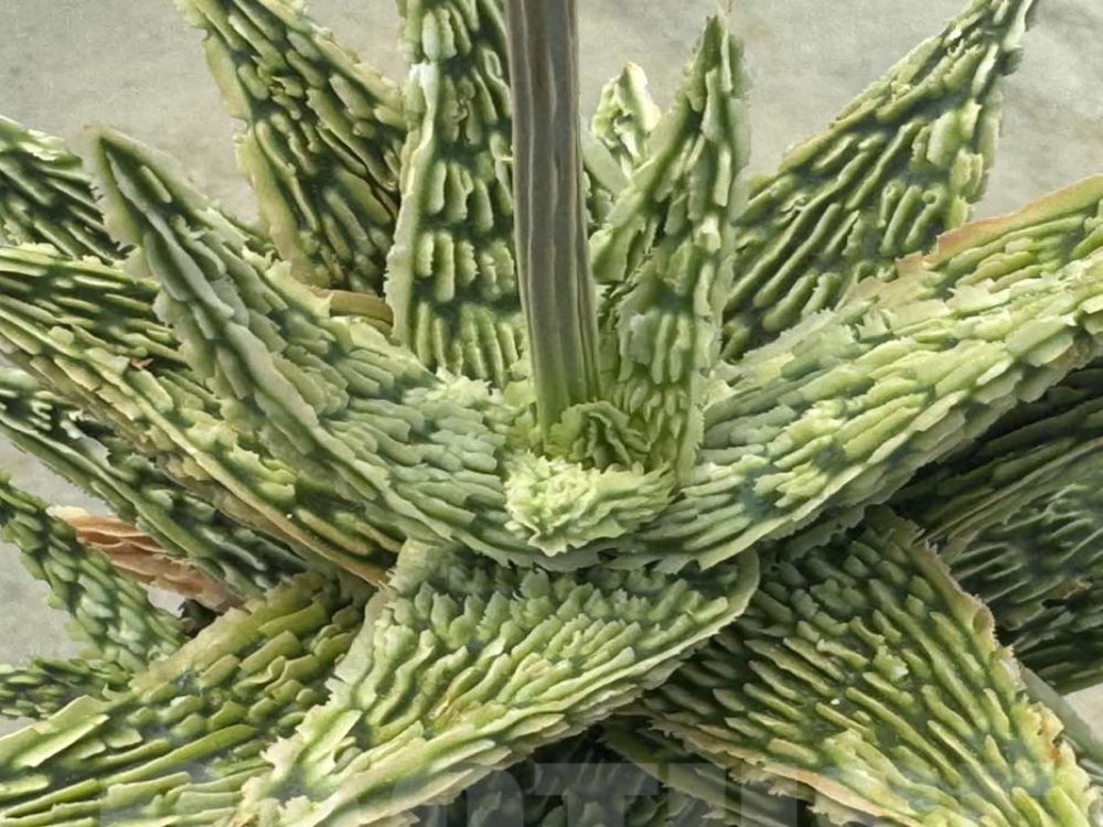 LOT498 10SEEDS Aloe EN13 harvest 2026