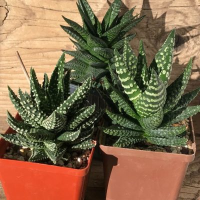 LOT505 10 SEEDS Haworthia MIX 23 (Limifolia x Pumila little donut x Maxima)