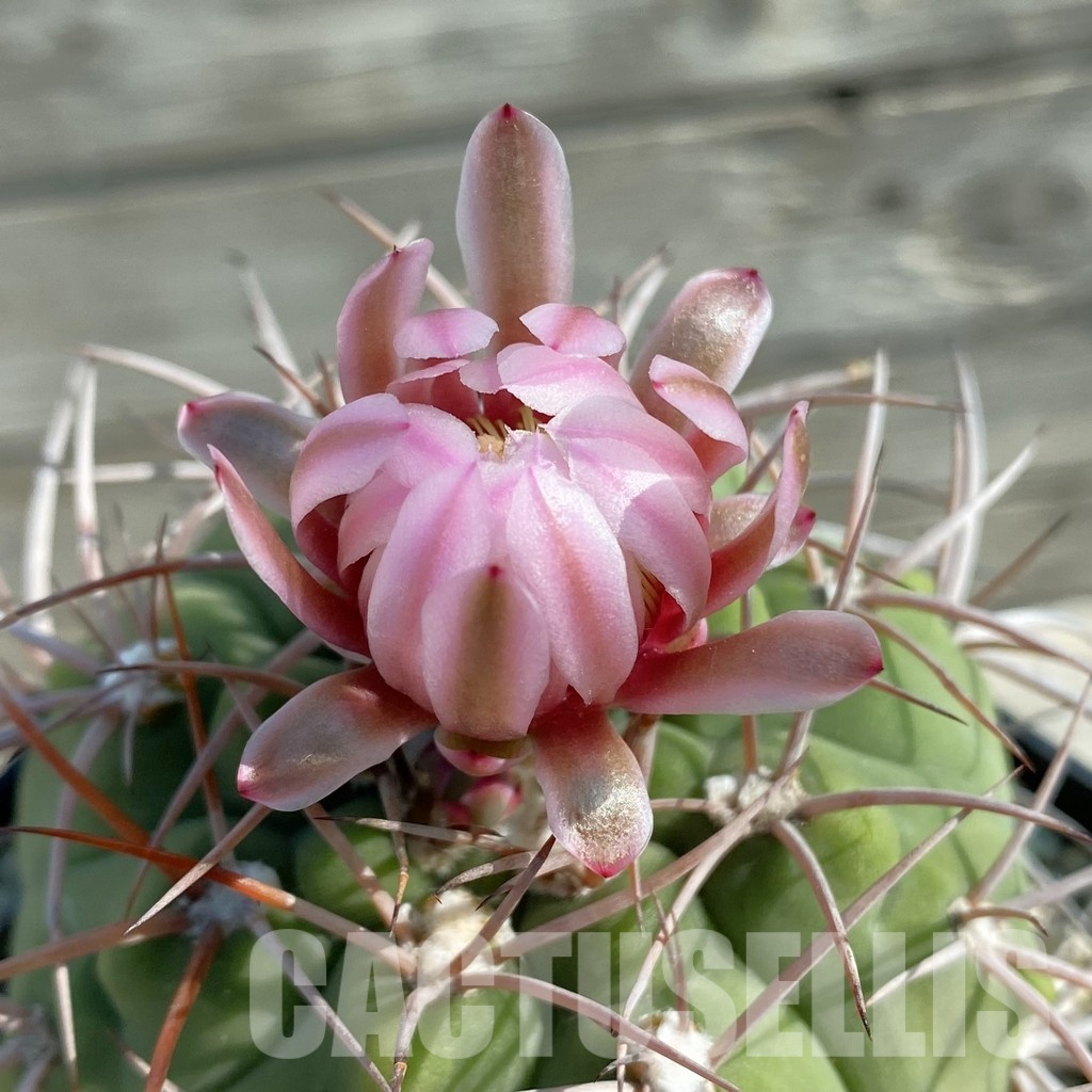 LOT51 20 SEEDS Gymnocalycium castellanosii 2025