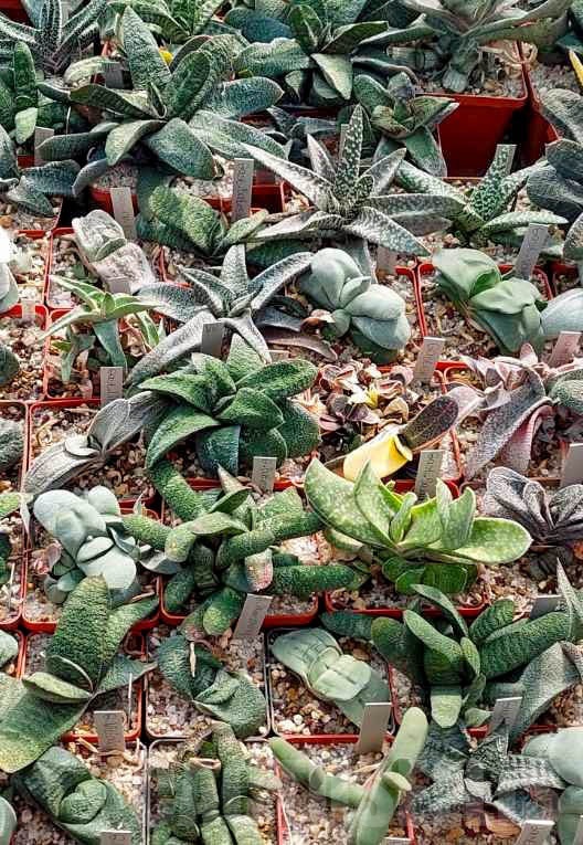 LOT511 20 SEEDS/20 СЕМЕНА Gasteria hybrid mix 2025 - Image 3