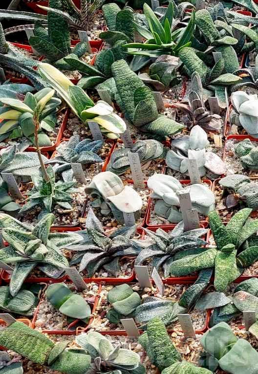LOT511 20 SEEDS/20 СЕМЕНА Gasteria hybrid mix 2025 - Image 2