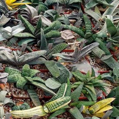 LOT511 20 SEEDS/20 СЕМЕНА  Gasteria hybrid mix 2025