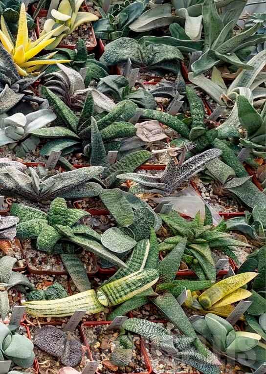 LOT511 20 SEEDS/20 СЕМЕНА Gasteria hybrid mix 2025