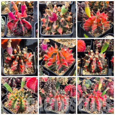 LOT512 100 SEEDS/100 СЕМЕНА Gymnocalycium mihanovichii f. variegata mix harvest 2026