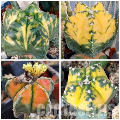 LOT519 10 SEEDS/10 СЕМЕНА  Astrophytum myriostigma f. variegata 2025