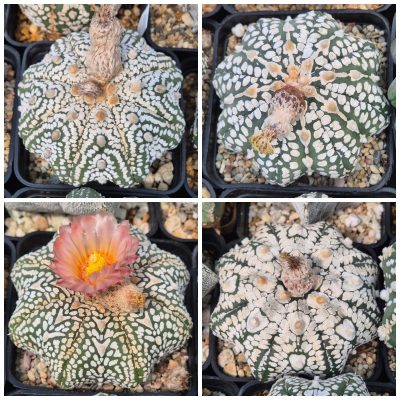 LOT520 10 SEEDS/10 СЕМЕНА Astrophytum asterias 'SK Star Shape’ 2026
