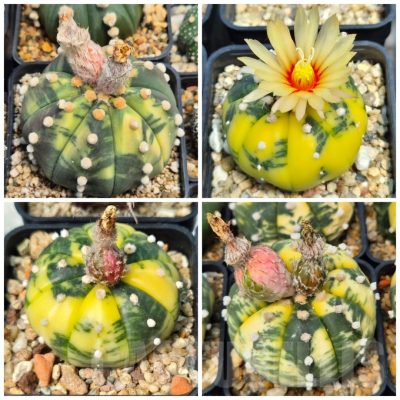 LOT521 10 SEEDS/10 СЕМЕНА  Astrophytum asterias f. variegata 2026
