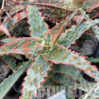 LOT525 10 SEEDS Aloe TST41 harvest 2023