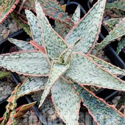 LOT527 10 SEEDS Aloe TST46 harvest 2023