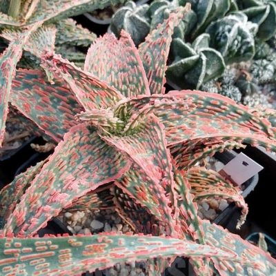 LOT529 10 SEEDS Aloe TST8 2025