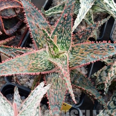 LOT531 10 SEEDS Aloe TST50 harvest 2023