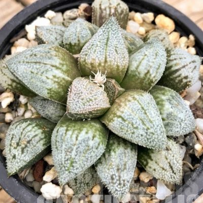 LOT537 10 SEEDS Haworthia picta ‘Siutou' 2023