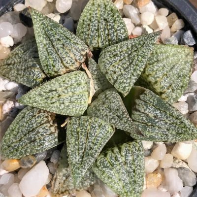 LOT546 10 SEEDS Haworthia picta ‘Hakusen’ 2023