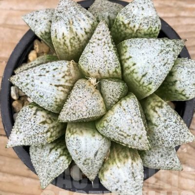 LOT547 10 SEEDS Haworthia picta ‘Hakusenden’ 2023