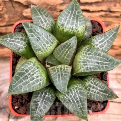 LOT548 10 SEEDS Haworthia comptoniana 'HAGIWARA' 2023