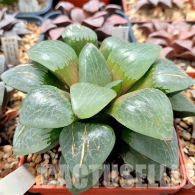 LOT549 10 SEEDS Haworthia comptoniana x springbokvlakensis `Gekkou` HSPX-2 2023
