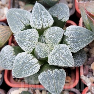 LOT555 10 SEEDS Haworthia pygmaea f. crystallina BEST 2023