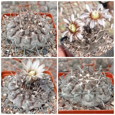 LOT56  20 SEEDS/20 СЕМЕНА  Gymnocalycium piltziorum P38  2025