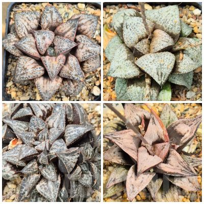 LOT572 10 SEEDS Haworthia magnifica var. splendens hybrid 2025