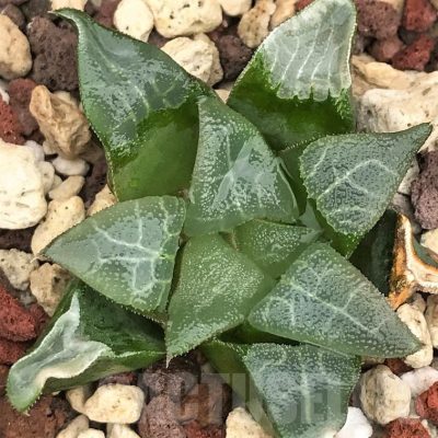 LOT574 10 SEEDS Haworthia bayeri, De rust 2023