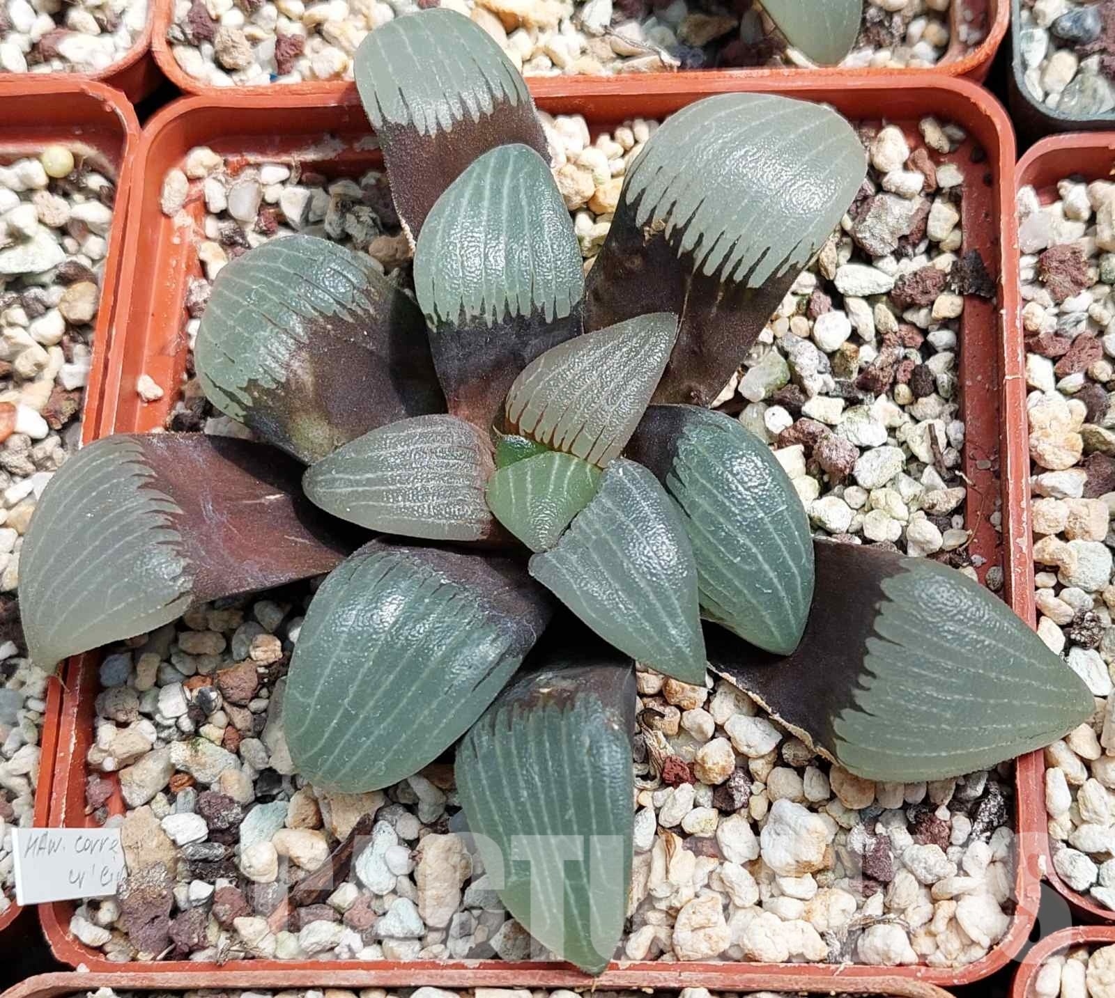 LOT575 10 SEEDS Haworthia bayeri 2023