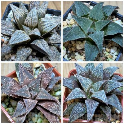 LOT577 10 SEEDS/10 СЕМЕНА Haworthia ‘Bev’s Wonder’ hybrid F2  2025