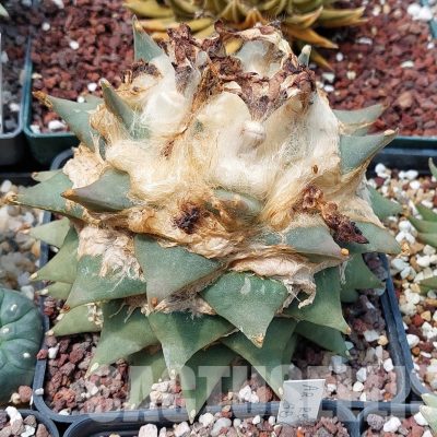 LOT585 10 SEEDS/10 СЕМЕНА  Ariocarpus retusus 2023year