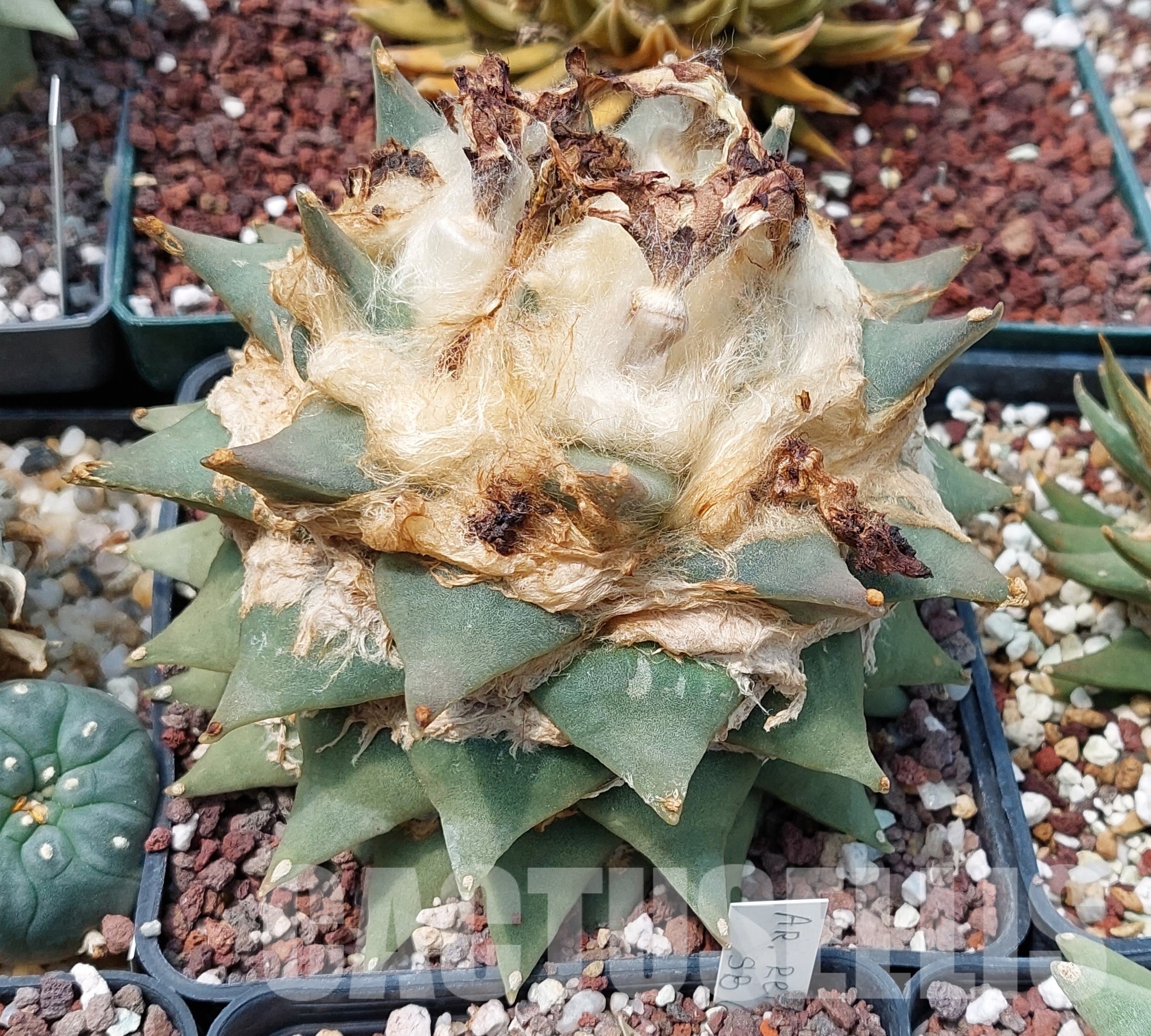 LOT585 10 SEEDS/10 СЕМЕНА Ariocarpus retusus 2023year