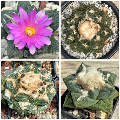 LOT586 10 SEEDS/10 СЕМЕНА  Ariocarpus fissuratus, 2025year