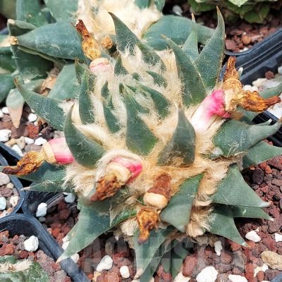 LOT588 10 SEEDS/10 СЕМЕНА  Ariocarpus trigonus var. elongatus 2023year