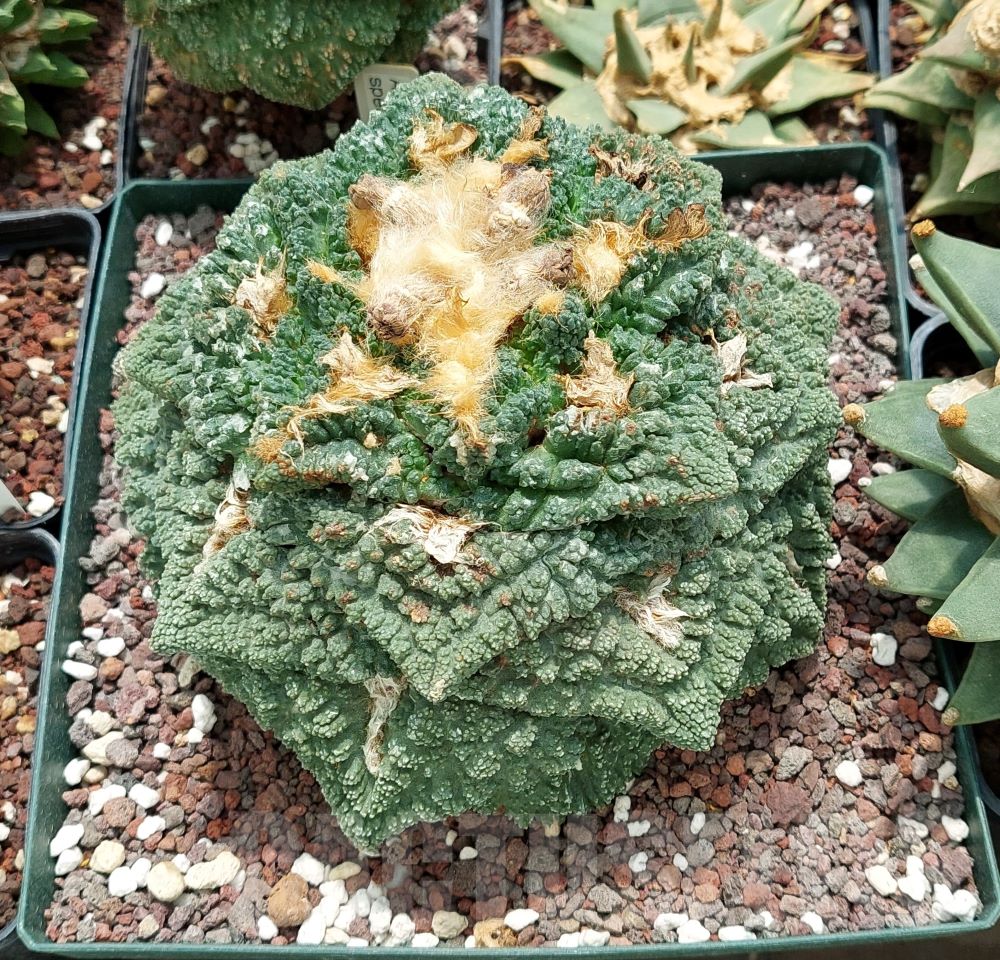 LOT591 10 SEEDS Ariocarpus fissuratus 'Godzilla', 2025year