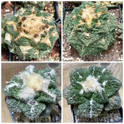 LOT592 10 SEEDS/10 СЕМЕНА  Ariocarpus fissuratus x Ariocarpus "Godzilla" 2025year