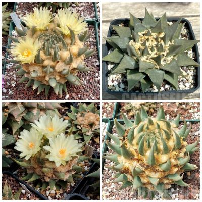 LOT593 20 SEEDS/20 СЕМЕНА  Ariocarpus trigonus, 2025year