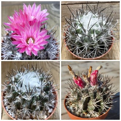 LOT991 20 SEEDS/20 СЕМЕНА Pyrrhocactus floccosus 2026year