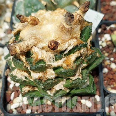 LOT597 10 SEEDS/10 СЕМЕНА  Ariocarpus hintonii x retusus, 2023year