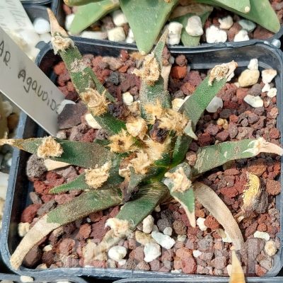 LOT599 10 SEEDS/10 СЕМЕНА  Ariocarpus agavoides, 2023year