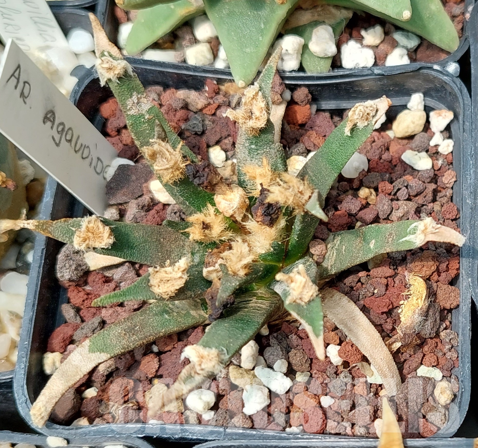 LOT599 10 SEEDS/10 СЕМЕНА Ariocarpus agavoides, 2023year
