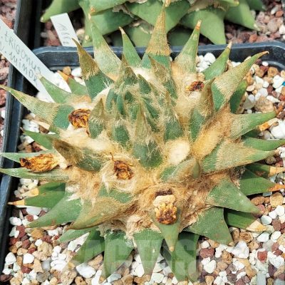 LOT600 10 SEEDS/10 СЕМЕНА  Ariocarpus trigonus var. minor, 2023year