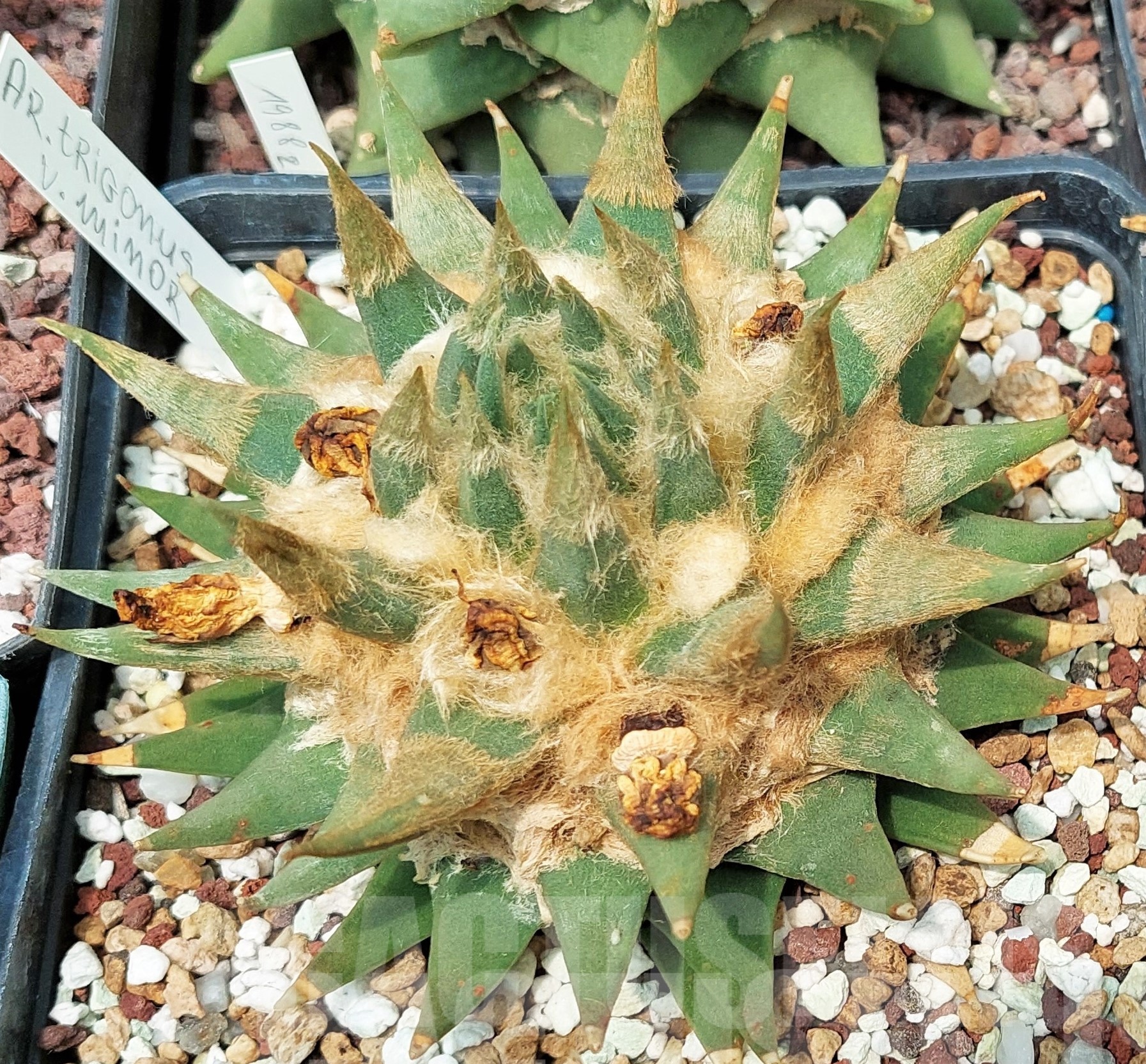 LOT600 10 SEEDS/10 СЕМЕНА Ariocarpus trigonus var. minor, 2023year