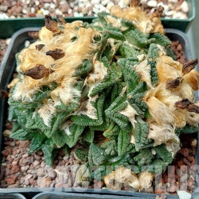 LOT608 10 SEEDS/10 СЕМЕНА  Ariocarpus fissuratus var. hintonii, 2023 year