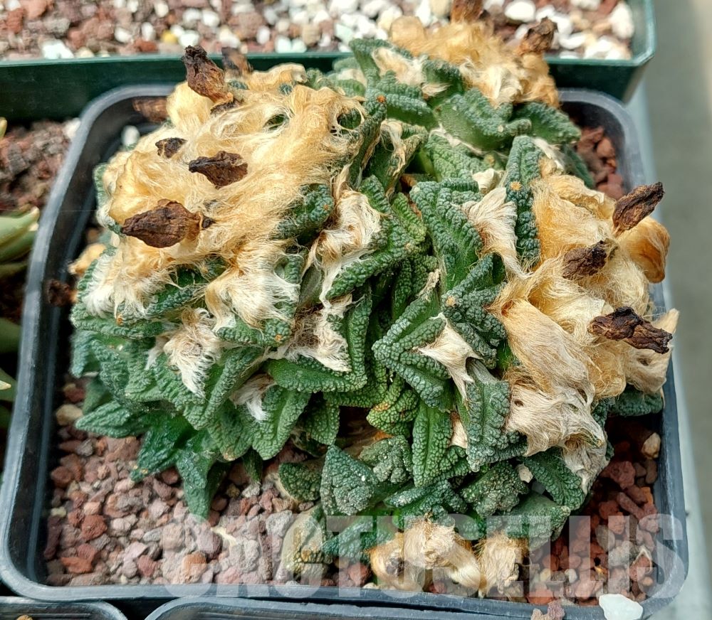 LOT608 10 SEEDS/10 СЕМЕНА Ariocarpus fissuratus var. hintonii, 2023 year