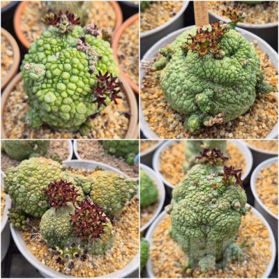 LOT616 10 SEEDS/10 СЕМЕНА  Pseudolithos migiurtinus 2025