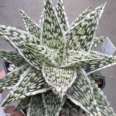 LOT618 10SEEDS Aloe EN1 harvest 2024