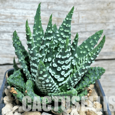 LOT62 10 SEEDS Haworthia pumila ‘Donut’ 2024