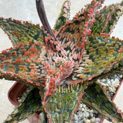 LOT633 10SEEDS Aloe EN36 harvest 2024