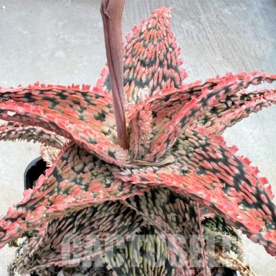 LOT636 20SEEDS/20 СЕМЕНА Aloe EN46 harvest 2025