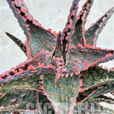 LOT637 Aloe EN51  20SEEDS harvest 2024