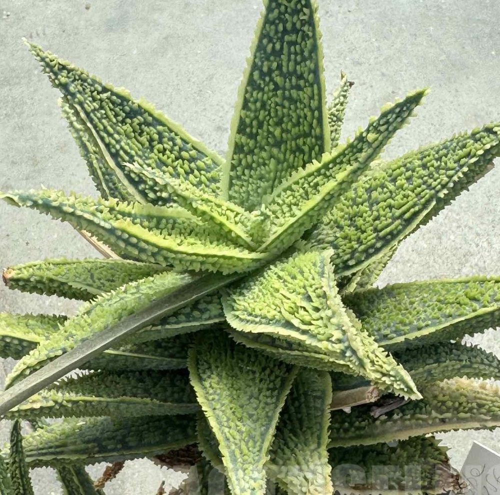 LOT499 10 SEEDS Aloe EN56 harvest 2026