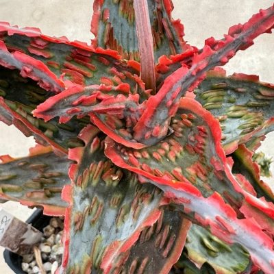 LOT640 10SEEDS/10 СЕМЕНА Aloe EN58 harvest 2026