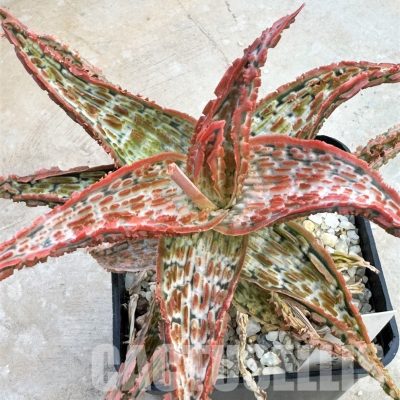 LOT642  20SEEDS Aloe EN49 harvest 2024